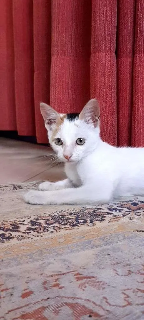 Gato ra a SRD-ViraLata idade 2 a 6 meses nome Peppa