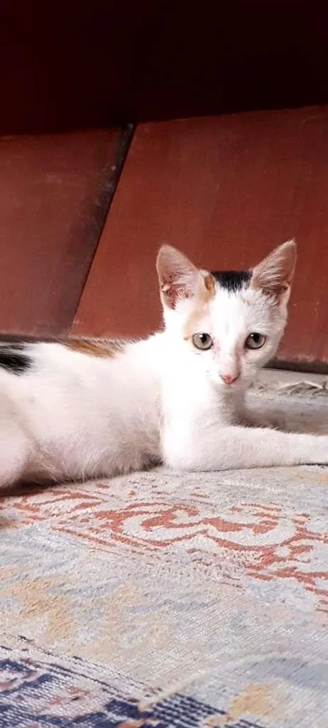 Gato ra a SRD-ViraLata idade 2 a 6 meses nome Peppa