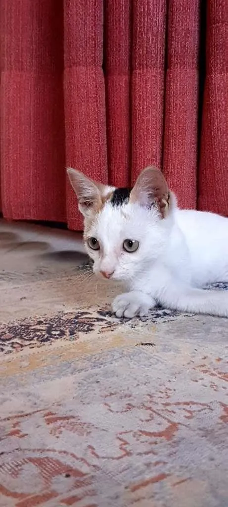 Gato ra a SRD-ViraLata idade 2 a 6 meses nome Peppa
