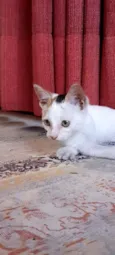 Peppa