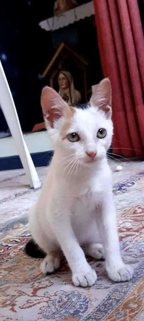 Gato ra a SRD-ViraLata idade 2 a 6 meses nome Peppa