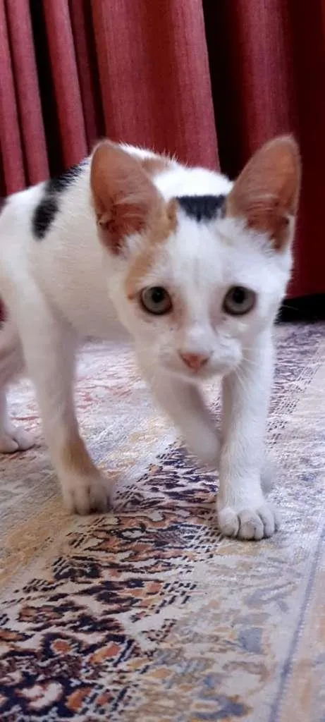Gato ra a SRD-ViraLata idade 2 a 6 meses nome Peppa