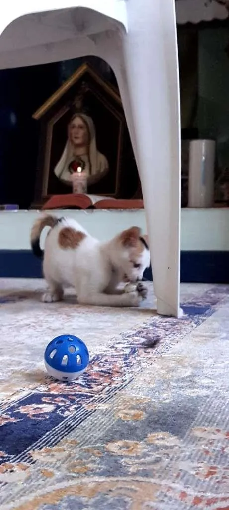Gato ra a SRD-ViraLata idade 2 a 6 meses nome Peppa