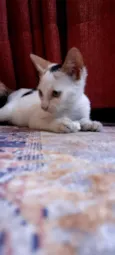 Peppa