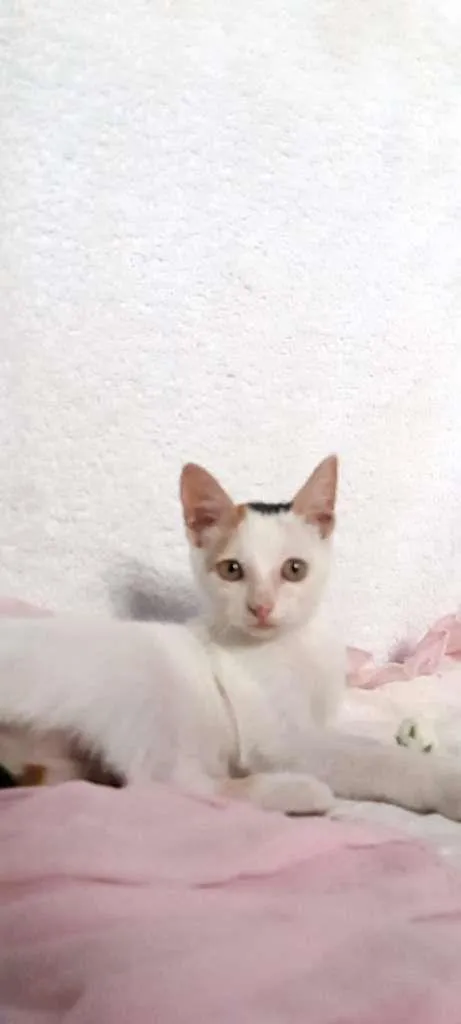 Gato ra a SRD-ViraLata idade 2 a 6 meses nome Peppa