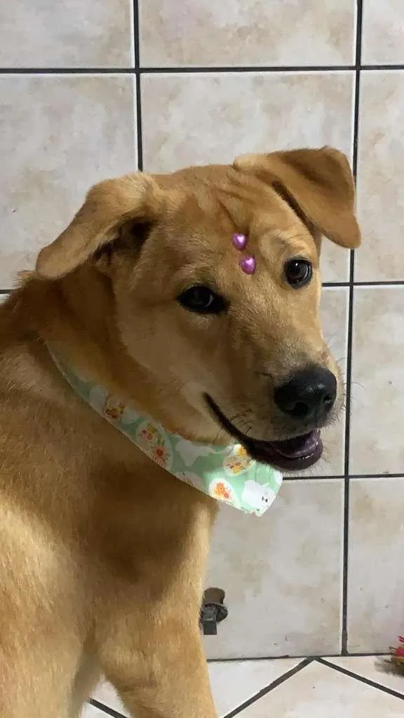 Cachorro ra a  idade 7 a 11 meses nome Lua