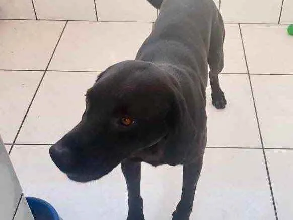 Cachorro raça Srd idade 2 anos nome Thor Labrador mix 