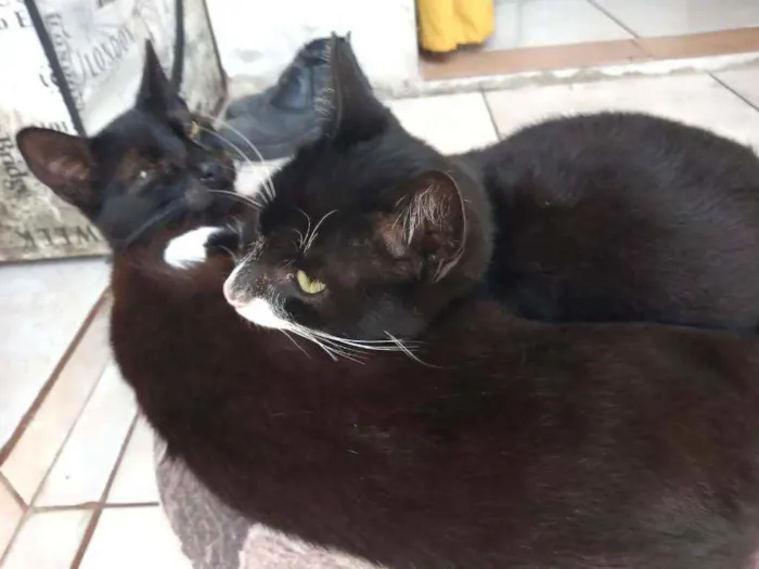 Gato ra a Indefinido idade 1 ano nome Cat Noir e Batman