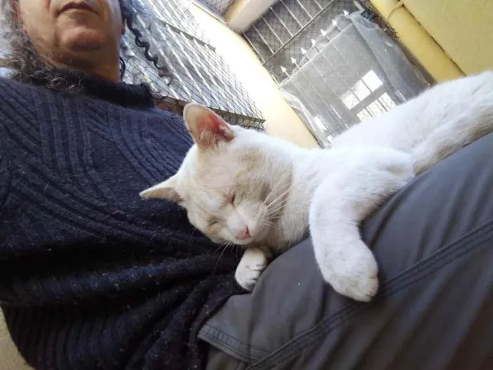 Gato raça Srd idade 1 ano nome Guapo gatinho lindo 