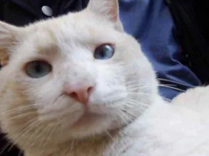Gato raça Srd idade 1 ano nome Guapo gatinho lindo 
