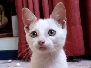Gato raça SRD-ViraLata idade 2 a 6 meses nome Peppa