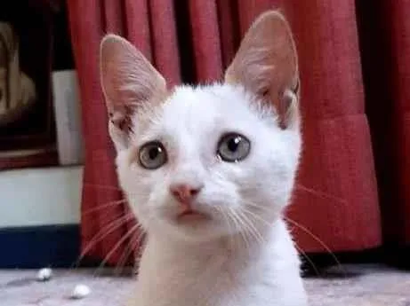 Gato ra a SRD-ViraLata idade 2 a 6 meses nome Peppa