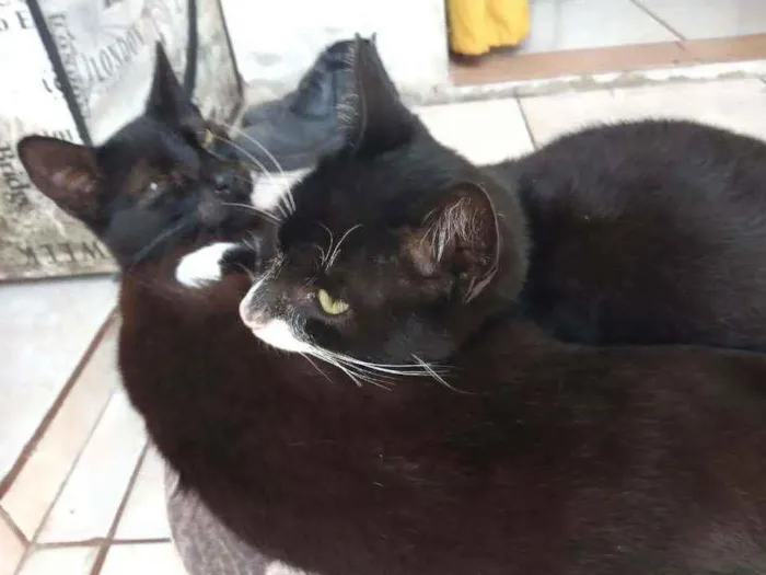 Gato ra a Indefinido idade 1 ano nome Cat Noir e Batman