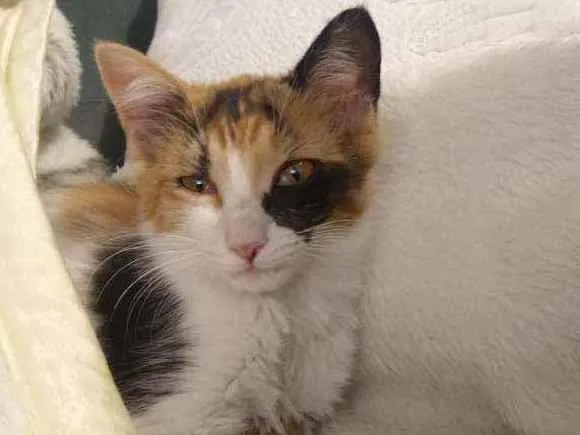 Gato raça Não Tem idade 2 a 6 meses nome Isa