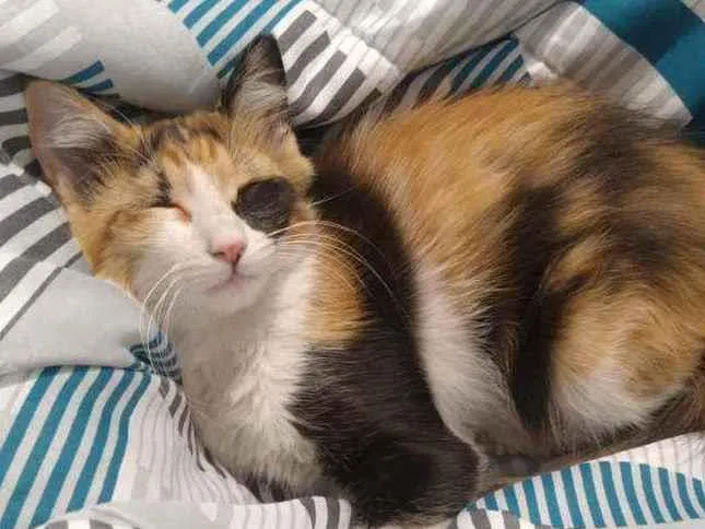 Gato raça Não Tem idade 2 a 6 meses nome Isa