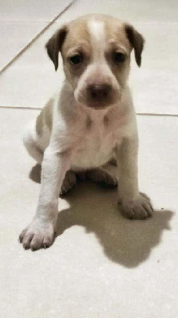 Cachorro raça Vira lata  idade Abaixo de 2 meses nome Ainda não tem 