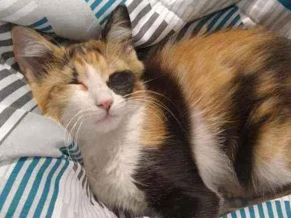 Gato raça Não Tem idade 2 a 6 meses nome Isa