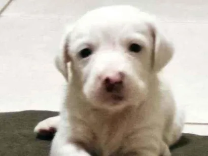 Cachorro raça Vira lata  idade Abaixo de 2 meses nome Ainda não tem 