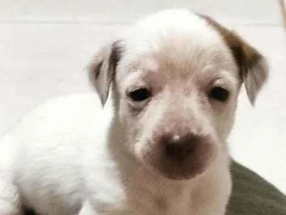 Cachorro raça Vira lata  idade Abaixo de 2 meses nome Ainda não tem 