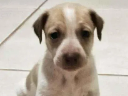 Cachorro raça Vira lata  idade Abaixo de 2 meses nome Ainda não tem 