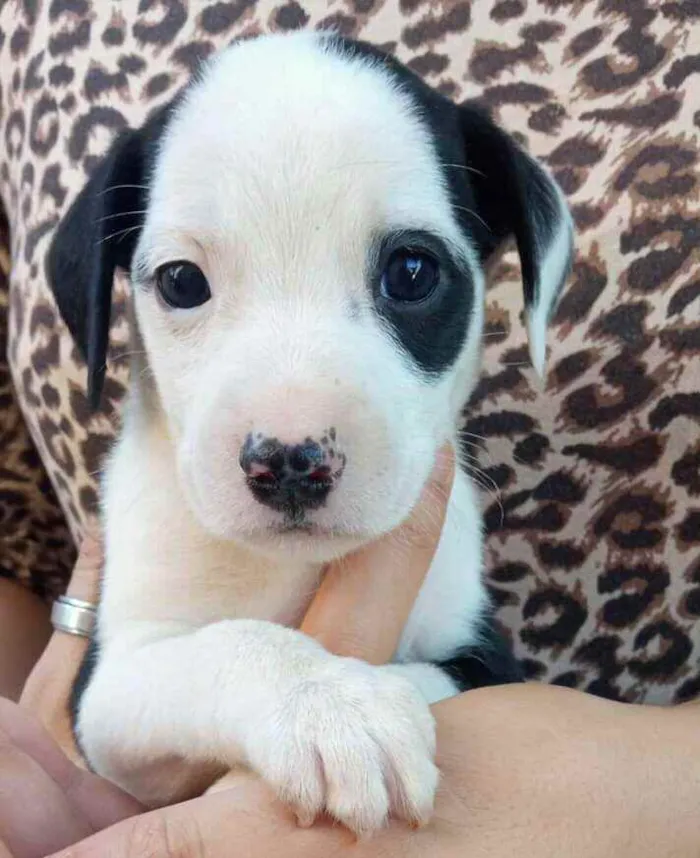 Cachorro ra a Não se sabe  idade Abaixo de 2 meses nome Sem nome