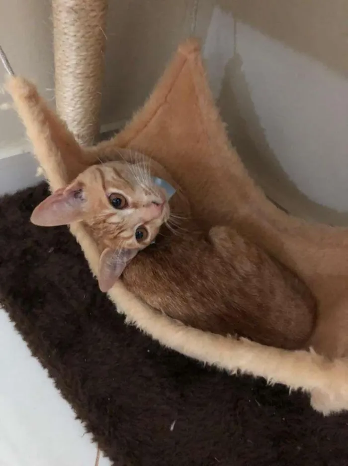 Gato ra a SRD idade 2 a 6 meses nome Sem nome