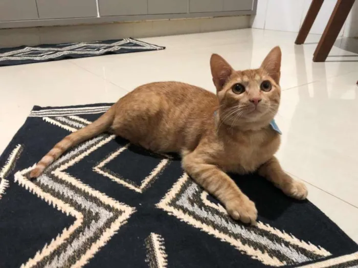 Gato ra a SRD idade 2 a 6 meses nome Sem nome