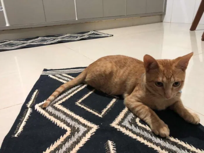 Gato ra a SRD idade 2 a 6 meses nome Sem nome