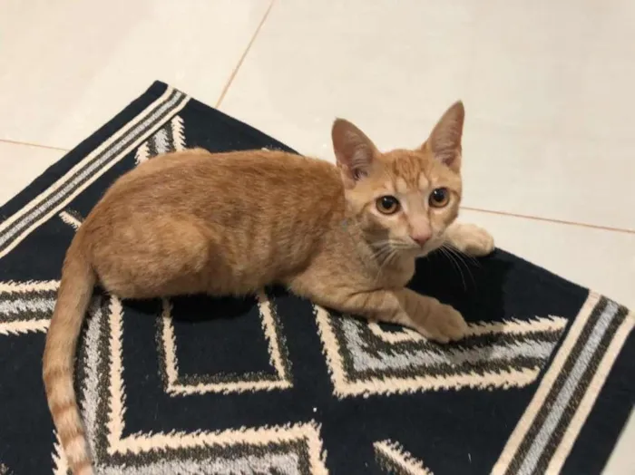 Gato ra a SRD idade 2 a 6 meses nome Sem nome