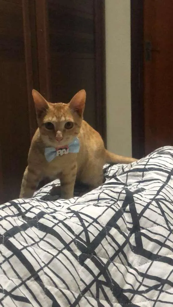 Gato ra a SRD idade 2 a 6 meses nome Sem nome