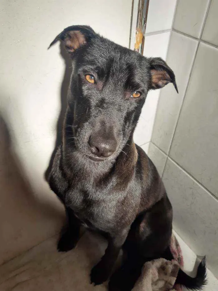 Cachorro ra a Srd idade 1 ano nome Preto e bolota