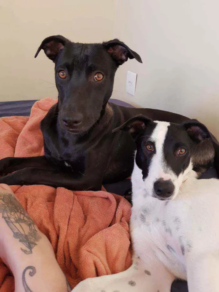 Cachorro ra a Srd idade 1 ano nome Preto e bolota