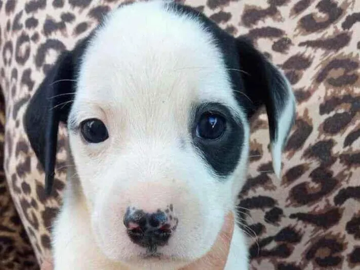 Cachorro ra a Não se sabe  idade Abaixo de 2 meses nome Sem nome