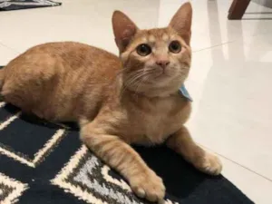 Gato raça SRD idade 2 a 6 meses nome Sem nome