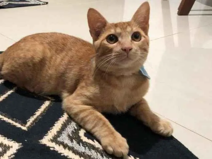 Gato ra a SRD idade 2 a 6 meses nome Sem nome