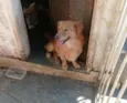 Bom Jovi 