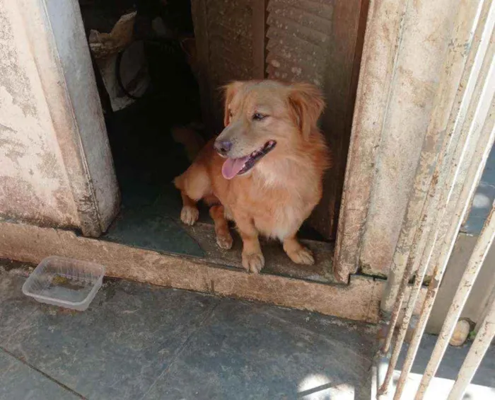 Cachorro ra a SRD idade 7 a 11 meses nome Bom Jovi 