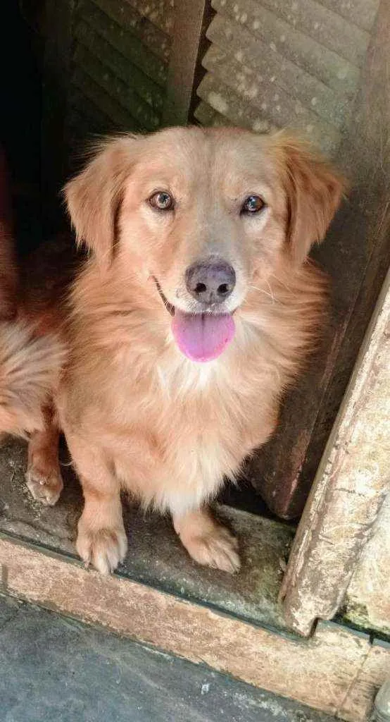 Cachorro ra a SRD idade 7 a 11 meses nome Bom Jovi 