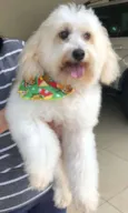 Biscoito