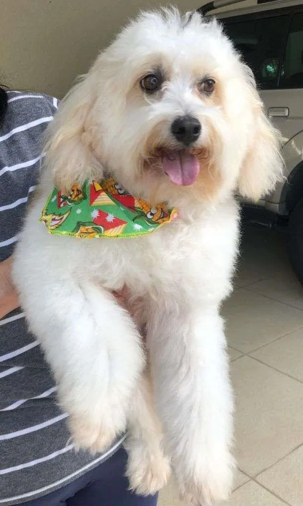 Cachorro ra a SRD-ViraLata idade 6 ou mais anos nome Biscoito