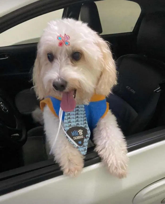 Cachorro ra a SRD-ViraLata idade 6 ou mais anos nome Biscoito