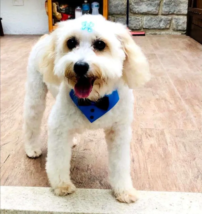 Cachorro ra a SRD-ViraLata idade 6 ou mais anos nome Biscoito