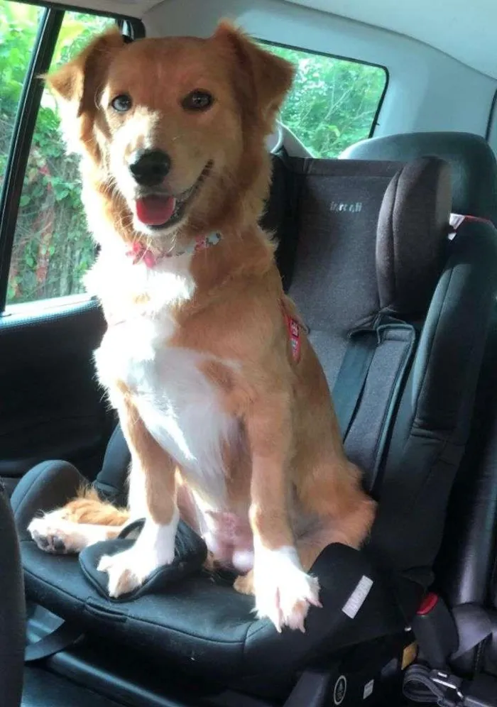 Cachorro ra a SRD-ViraLata idade 1 ano nome Bolacha