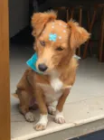 Bolacha