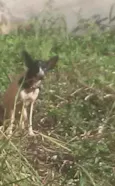 Belinha