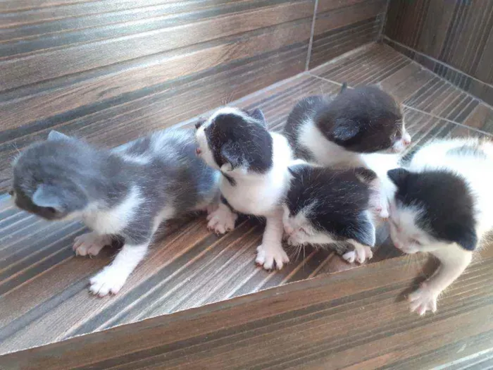 Gato raça Nao definida idade Abaixo de 2 meses nome Gatinhos de rua