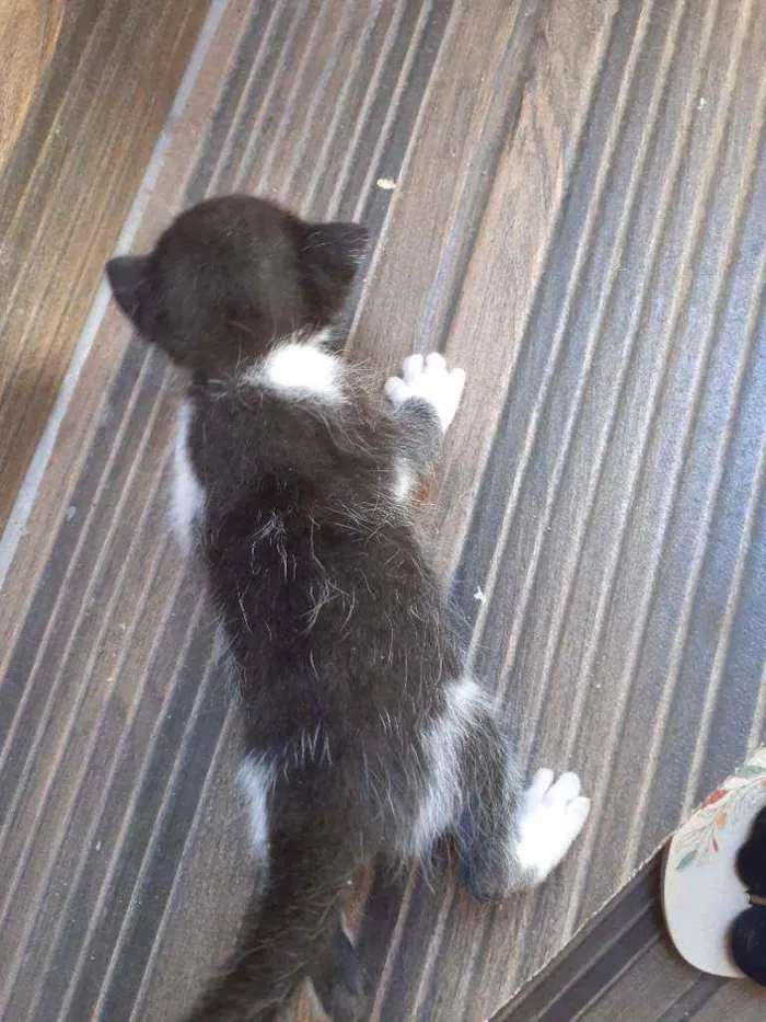 Gato raça Nao definida idade Abaixo de 2 meses nome Gatinhos de rua