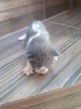 Gatinhos de rua