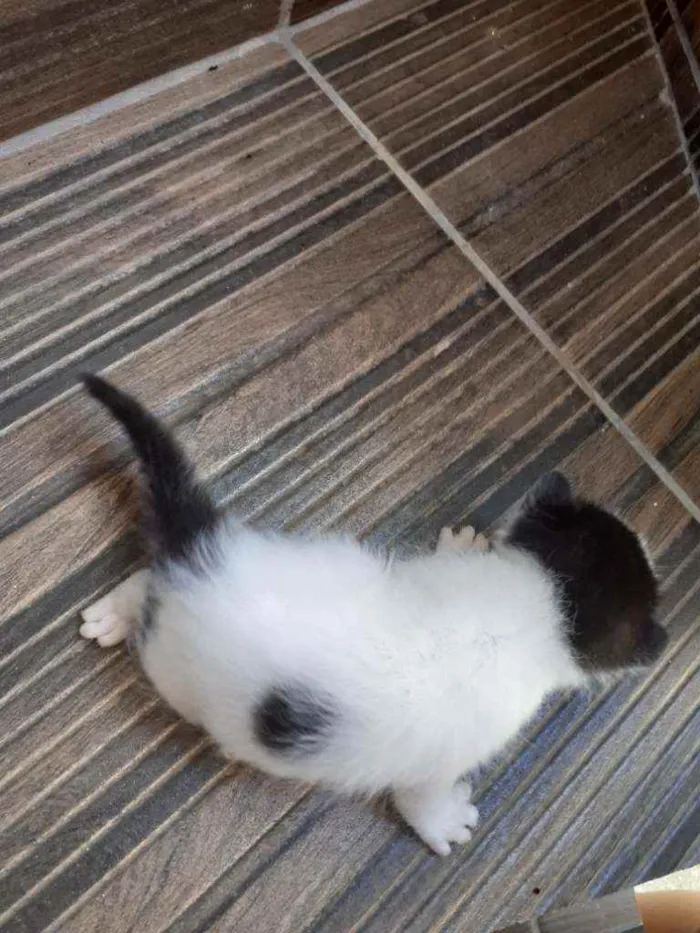 Gato raça Nao definida idade Abaixo de 2 meses nome Gatinhos de rua