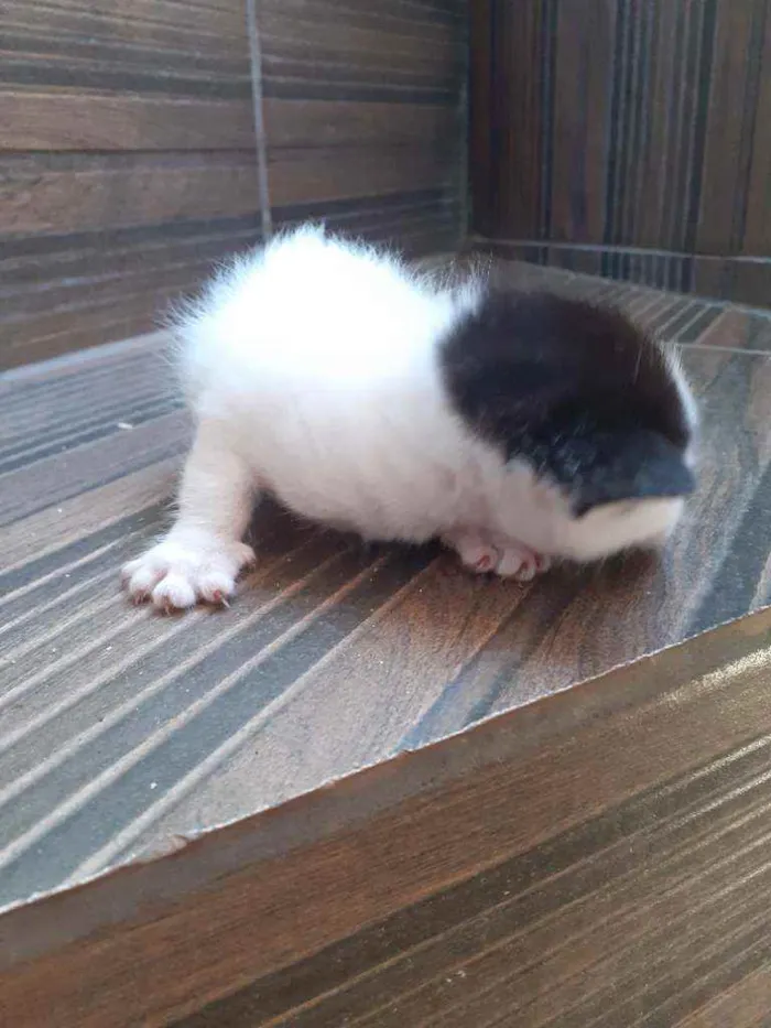 Gato raça Nao definida idade Abaixo de 2 meses nome Gatinhos de rua